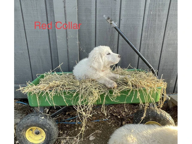 5 female Purebred Great Pyrenees puppies - 1/7