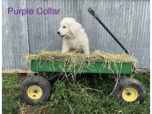 5 female Purebred Great Pyrenees puppies - 3/7