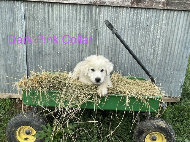 5 female Purebred Great Pyrenees puppies - 5/7