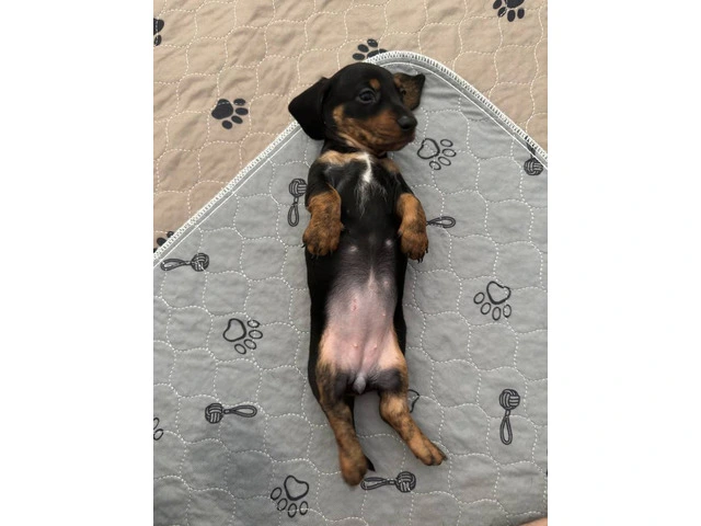 3 purebred wiener dog puppies for sale - 1/7