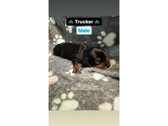3 purebred wiener dog puppies for sale - 4/7