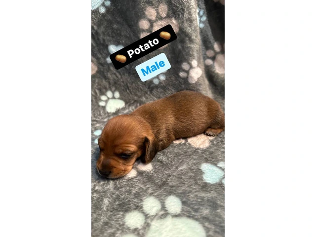 3 purebred wiener dog puppies for sale - 6/7