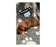 3 purebred wiener dog puppies for sale - 6