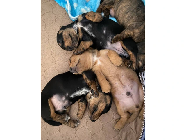 3 purebred wiener dog puppies for sale - 7/7