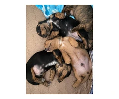 3 purebred wiener dog puppies for sale - 7