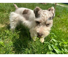 Rare Liver-Colored and Merle-Patterned Miniature Schnauzer Puppy - 9