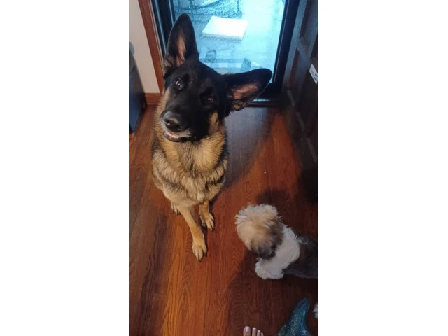 1-Year-Old Male German Shepherd: Excellent with Kids, Cats, and Dogs - $400 Firm - 2/3