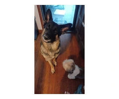 1-Year-Old Male German Shepherd: Excellent with Kids, Cats, and Dogs - $400 Firm - 2