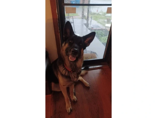 1-Year-Old Male German Shepherd: Excellent with Kids, Cats, and Dogs - $400 Firm - 3/3