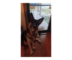 1-Year-Old Male German Shepherd: Excellent with Kids, Cats, and Dogs - $400 Firm - 3