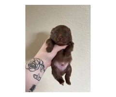Chocolate POMERANIAN puppies for sale - 2