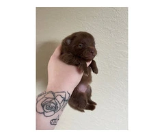 Chocolate POMERANIAN puppies for sale - 3