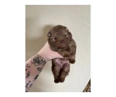 Chocolate POMERANIAN puppies for sale - 4