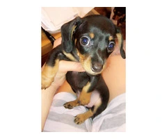 Tiny Chiweenie puppies need a loving home - 2
