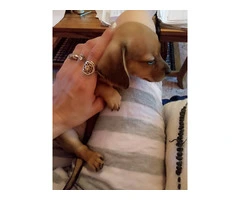 Tiny Chiweenie puppies need a loving home - 3