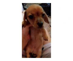 Tiny Chiweenie puppies need a loving home - 4
