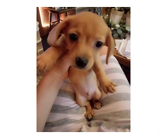 Tiny Chiweenie puppies need a loving home - 5