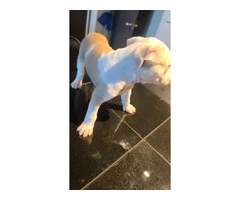 10-week-old XL Bully puppy - 5
