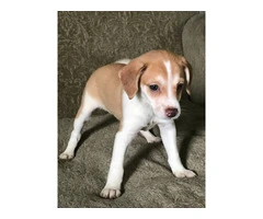 3 Jack Rat Terrier puppies available - 2