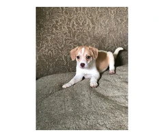 3 Jack Rat Terrier puppies available - 4