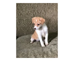 3 Jack Rat Terrier puppies available - 5