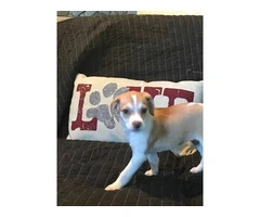 3 Jack Rat Terrier puppies available - 7