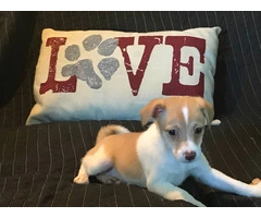 3 Jack Rat Terrier puppies available - 9