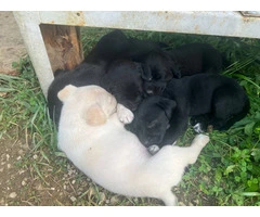 2 boy and 1 girl Lab puppies