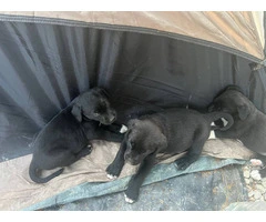 2 boy and 1 girl Lab puppies - 4