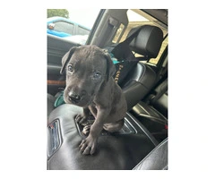 Male Great Dane Puppy for Rehoming - 2