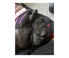 Male Great Dane Puppy for Rehoming - 3