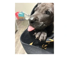 Male Great Dane Puppy for Rehoming - 4