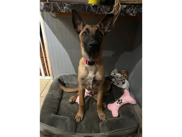 Belgian Malinois puppy without papers - 1/4