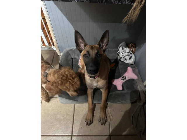 Belgian Malinois puppy without papers - 2/4