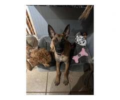 Belgian Malinois puppy without papers - 2