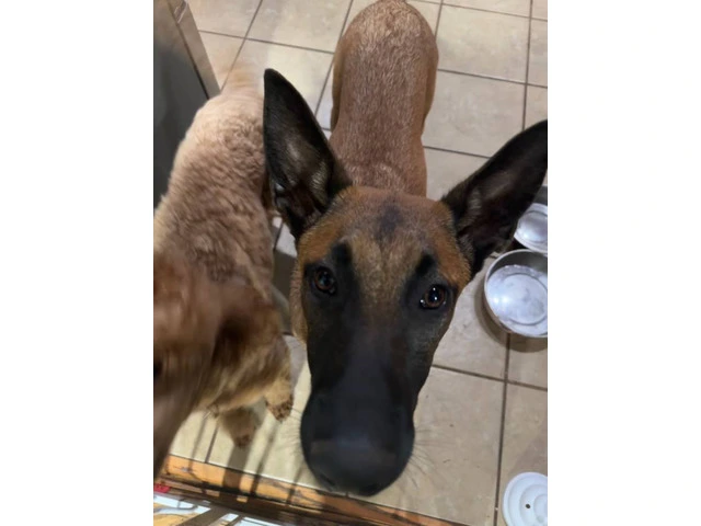 Belgian Malinois puppy without papers - 3/4