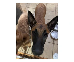 Belgian Malinois puppy without papers - 3