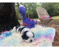 Shih Tzu Puppies in Search of Loving Families - 2