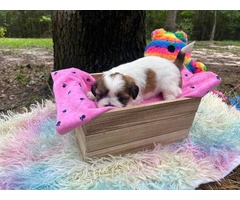 Shih Tzu Puppies in Search of Loving Families - 3