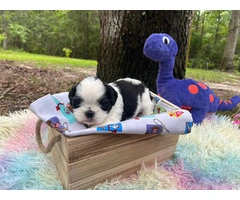 Shih Tzu Puppies in Search of Loving Families - 4