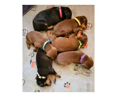 9 Doberman Pinscher puppies available