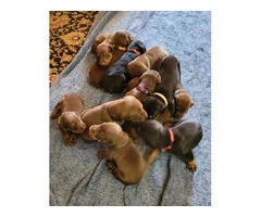 9 Doberman Pinscher puppies available - 3