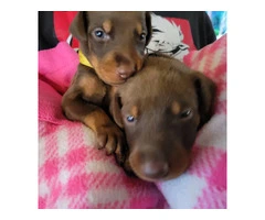 9 Doberman Pinscher puppies available - 4
