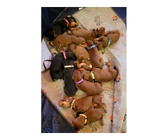 9 Doberman Pinscher puppies available - 5
