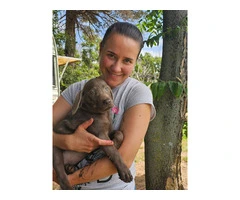 AKC Registered Labrador Puppies: Silver, Charcoal & Blonde - 2