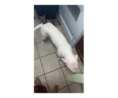 Young Pitbull puppy in need of a new home - 1