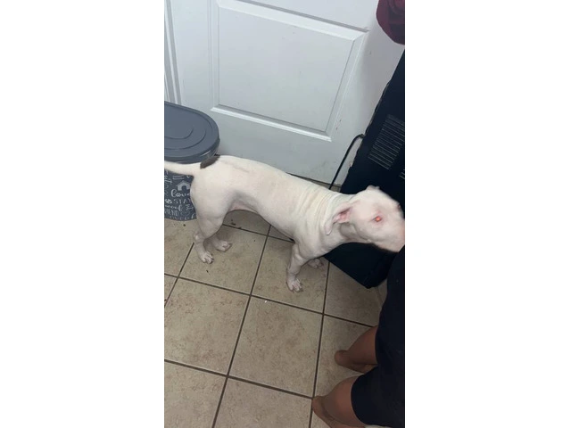 Young Pitbull puppy in need of a new home - 2/3
