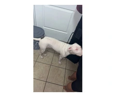 Young Pitbull puppy in need of a new home - 2