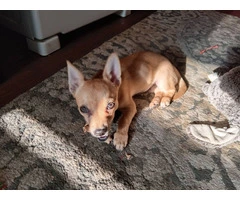 Boy Chiweenie for Rehoming - 1