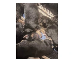 Affordable Purebred German Shepherd Puppies Looking for Loving Homes - 3